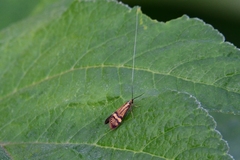 Nemophora degeerella