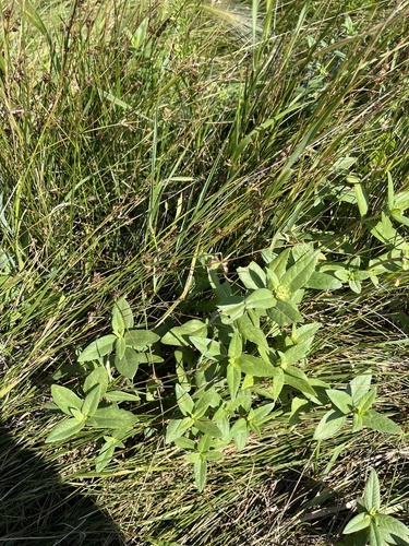 Image of Helianthus nuttallii by (c) Rachael Benjamin, some rights reserved (CC BY)