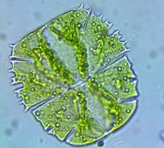 Micrasterias truncata