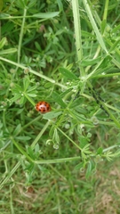 Harmonia axyridis