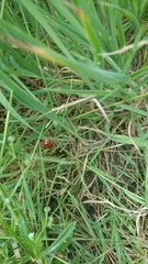 Harmonia axyridis