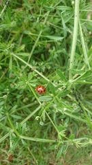 Harmonia axyridis