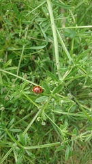 Harmonia axyridis