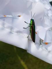 Chrysochroa fulgidissima