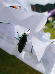 Chrysochroa fulgidissima