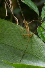 Anolis trachyderma