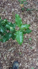 Ilex aquifolium