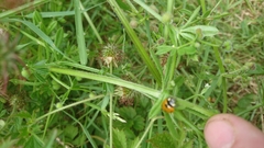 Coccinella septempunctata