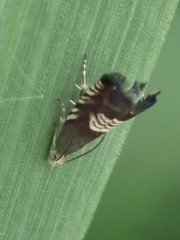 Grapholita compositella