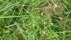 Coccinella septempunctata