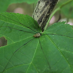 Leiobunum nigropalpi