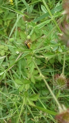 Coccinella septempunctata