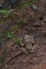 Oreobates quixensis