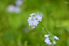 Myosotis krylovii