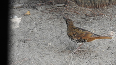 Zoothera neilgherriensis
