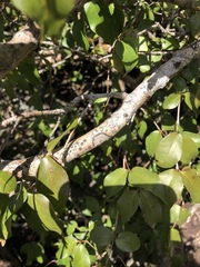 Tracheophyta