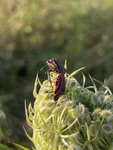 Graphosoma italicum italicum