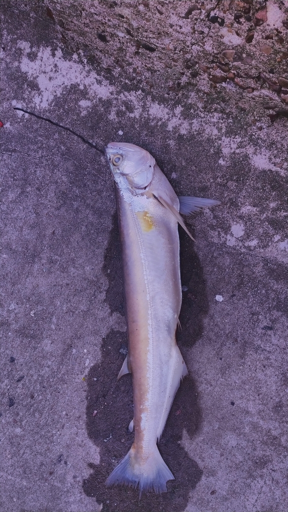 Biara (Rhaphiodon vulpinus) — Cynodontidae