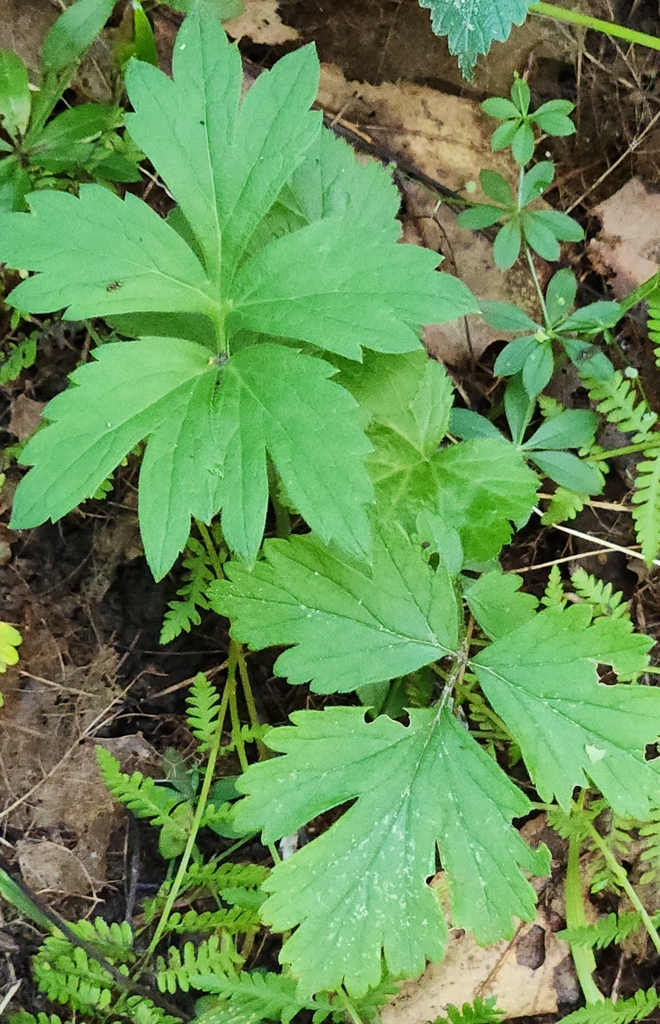 Wisconsin Waterleaf Virginia waterleaf from Pine Valley, WI 54456, USA on August 1, 2024 at ...