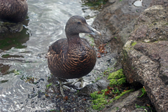 Common Eider