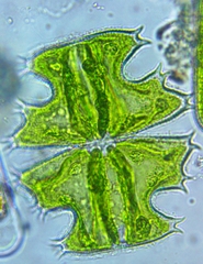 Micrasterias depauperata