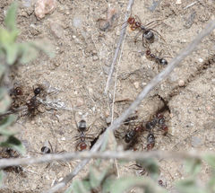 Myrmecocystus melliger