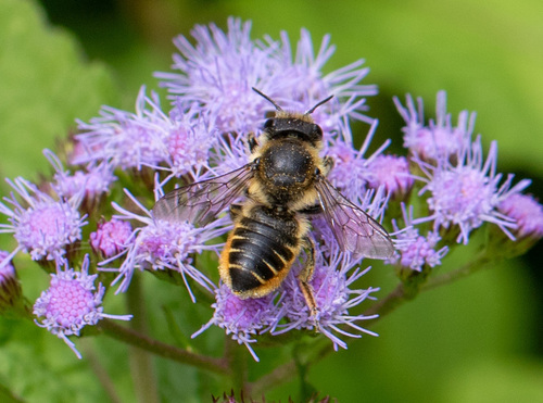 Patchwork Leafcutter Bee photo 2