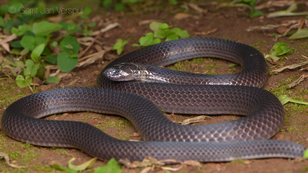 Collared Snake-eater