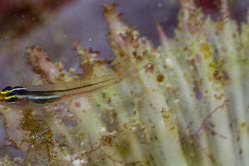 Miki's pygmy goby (Eviota mikiae) — Gobiidae — 4