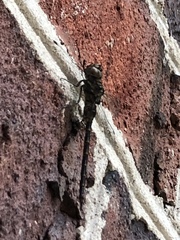 Gomphaeschna furcillata