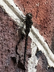 Gomphaeschna furcillata