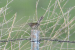 Troglodytes aedon parkmanii