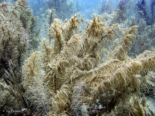 Photo of Slimy sea plume (Antillogorgia americana)