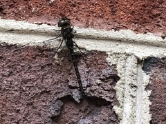 Gomphaeschna furcillata