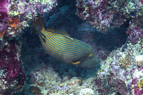 Orangestripe Triggerfish — seen at this dive site