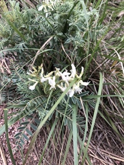 Astragalus drummondii