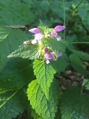 Lamium maculatum
