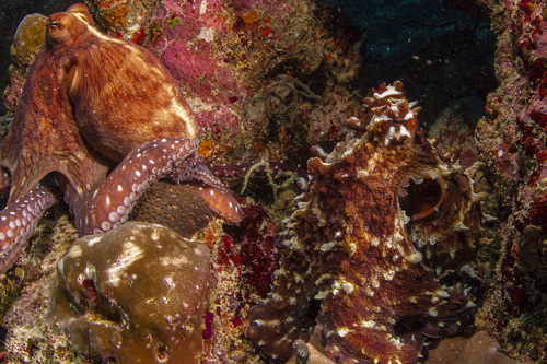 Day Octopus — seen at this dive site