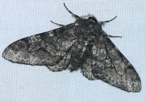 Polilla del abedul