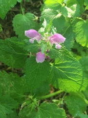 Lamium maculatum