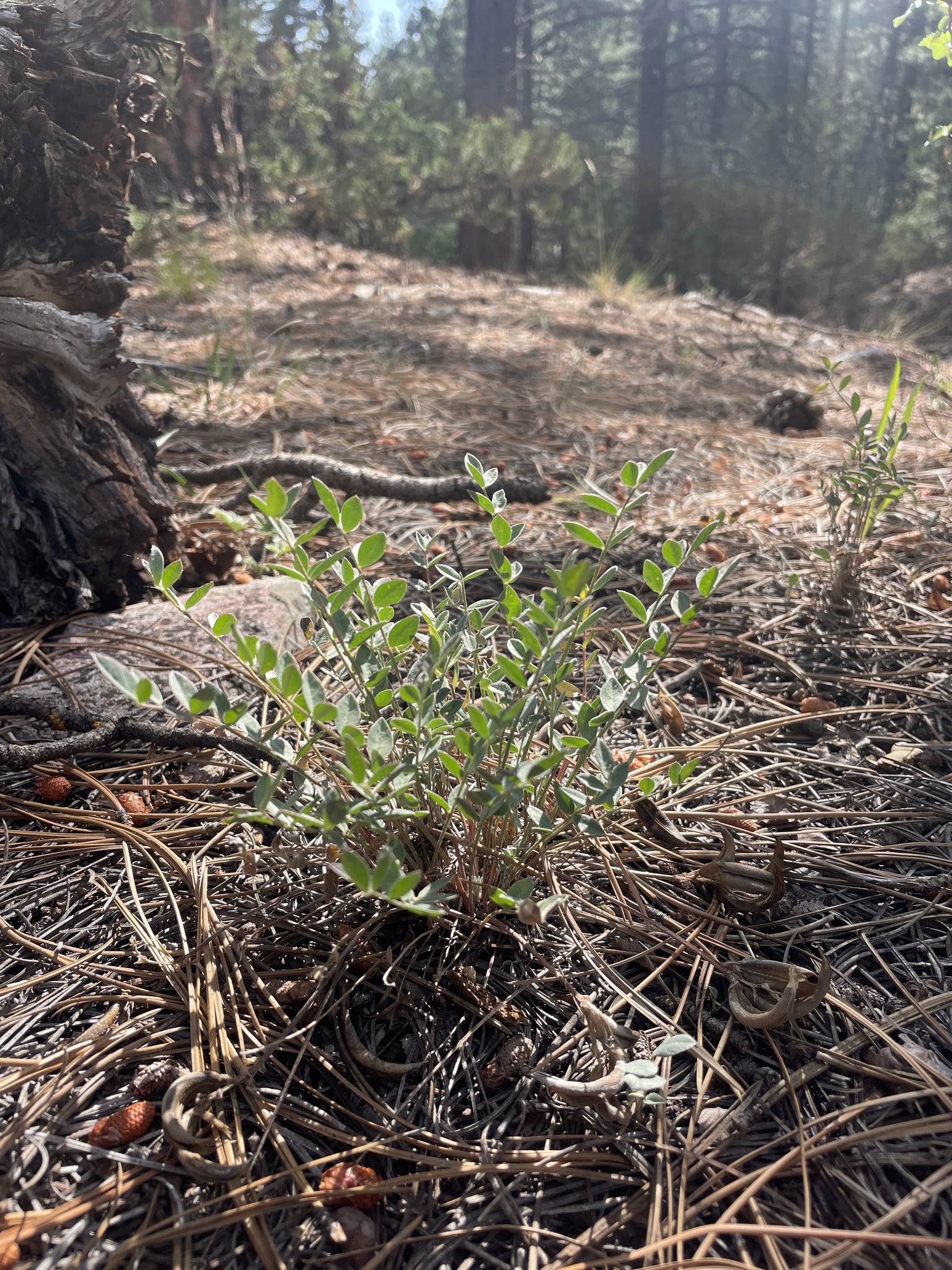 Astragalus henrimontanensis