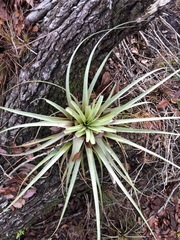 Tillandsia utriculata