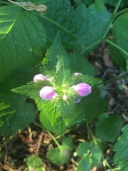 Lamium maculatum