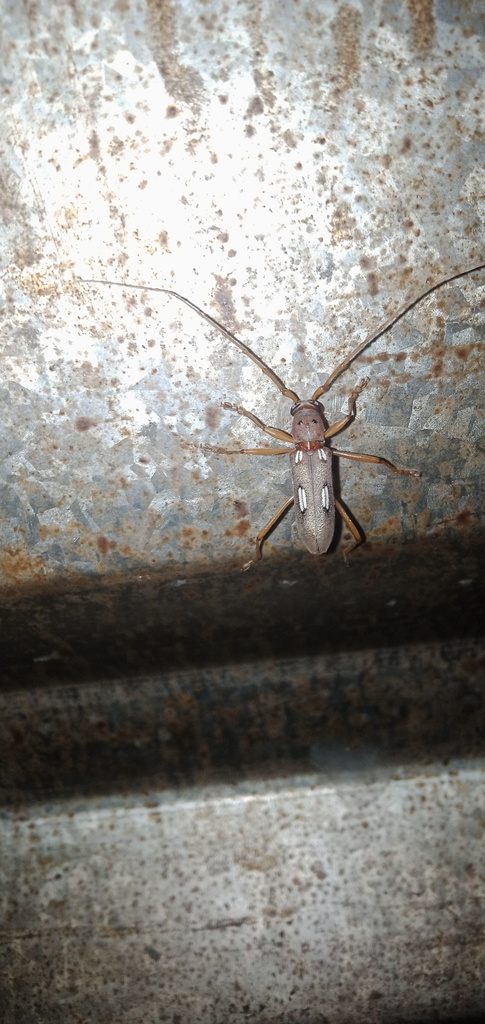 Coeleburia ribardoi