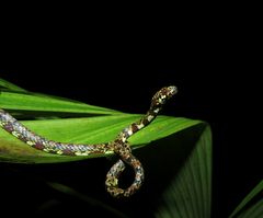 Dicaprio's Snail-Eating Snake photo 1