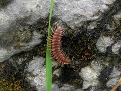 Polydesmus complanatus
