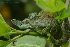 Strange-Horned Chameleon photo 5