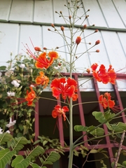 Caesalpinia pulcherrima