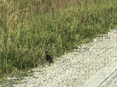 Colinus virginianus floridanus