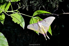 Actias sinensis